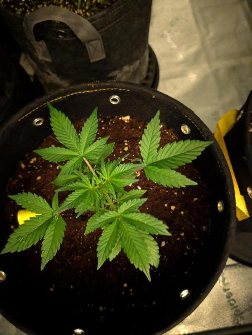 Black Cherry Punch Auto. Week 3