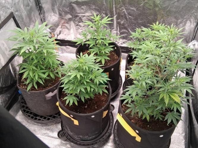 Auto Black Cherry Punch. Week 4