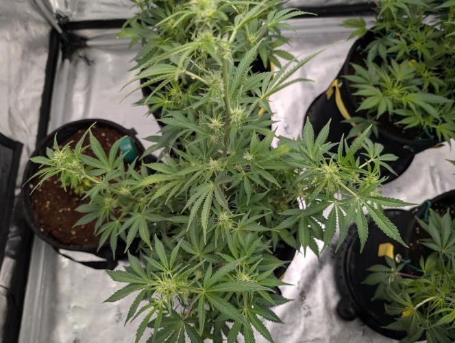 Auto Black Cherry Punch. Week 6