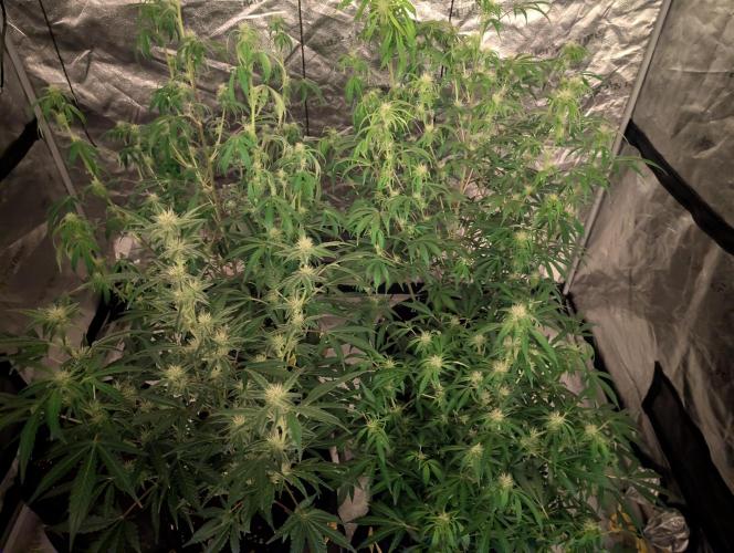Auto Black Cherry Punch. Week 7