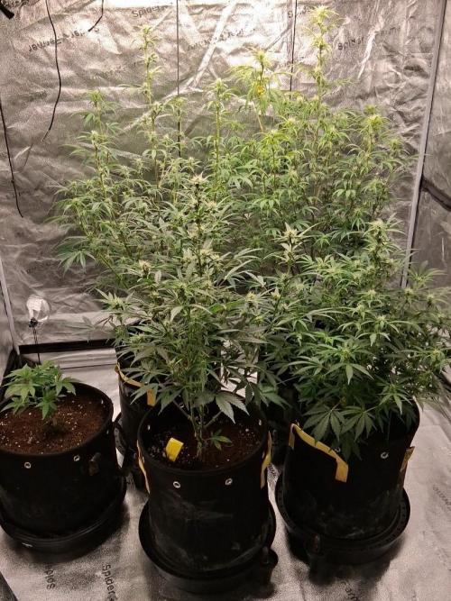 Auto Black Cherry Punch. Week 7