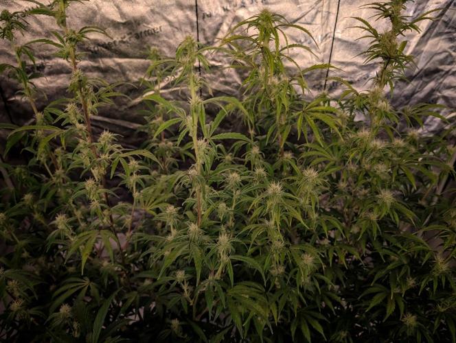 Auto Black Cherry Punch. Week 7