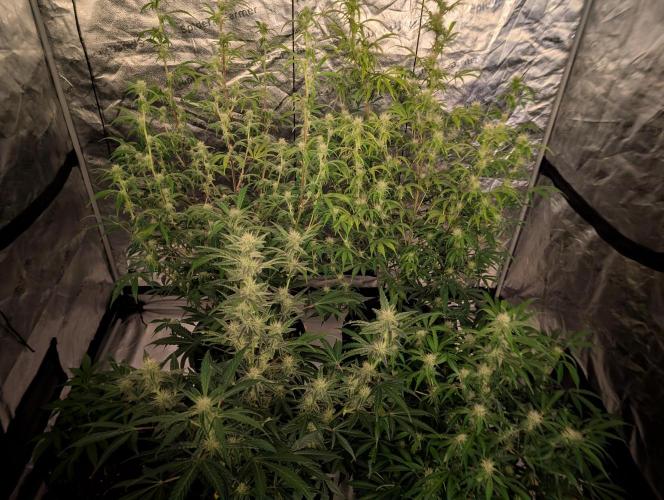 Auto Black Cherry Punch. Week 8