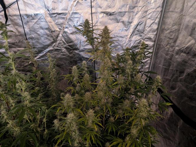 Auto Black Cherry Punch. Week 8