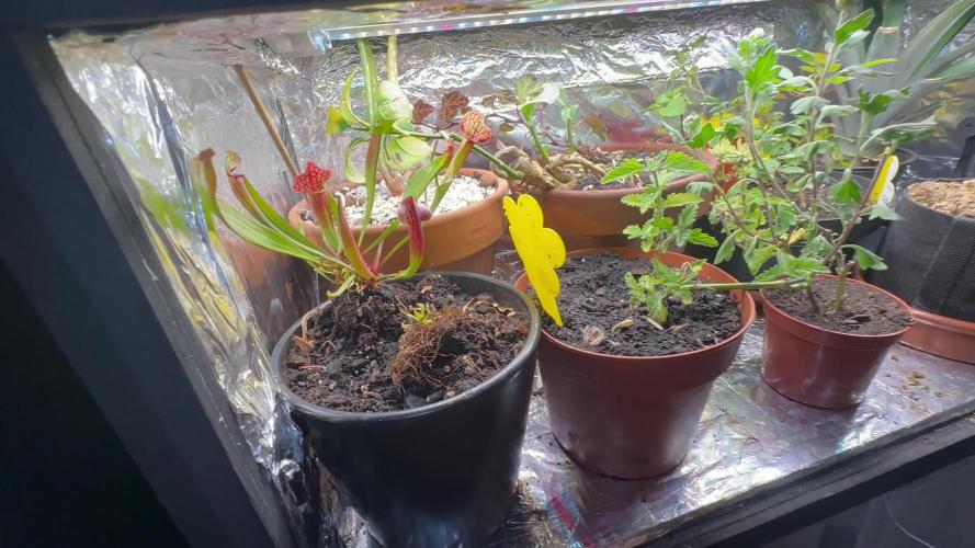 return to the vegetative stage after flowering for mother plant and other plant