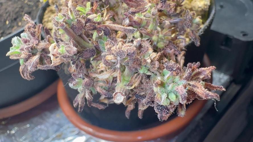 return to the vegetative stage after flowering for mother plant and other plant