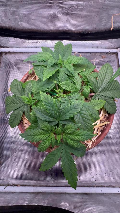 Lemon Caviar of Cannabis Aka Lemon Blanco V3 [Long veg/Hard stress]