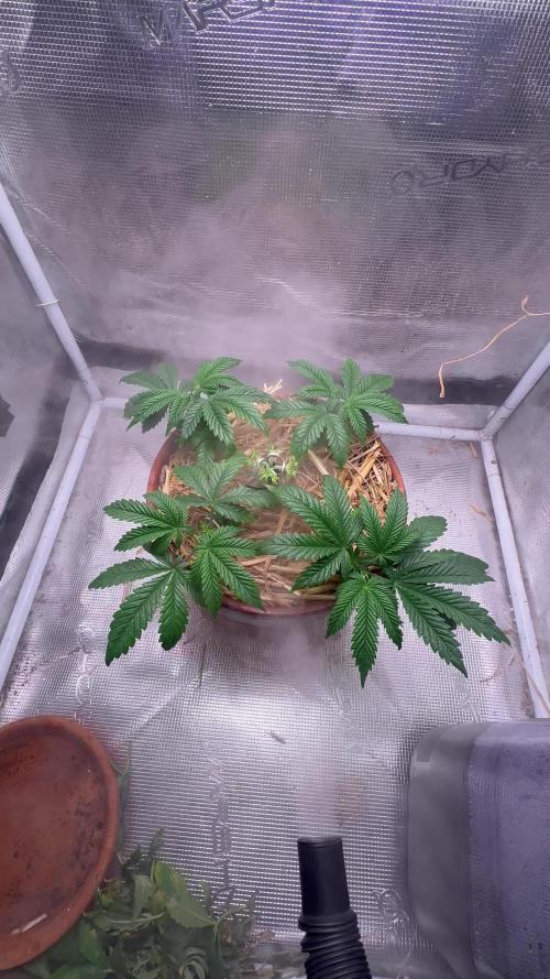 Lemon Caviar of Cannabis Aka Lemon Blanco V3 [Long veg/Hard stress]