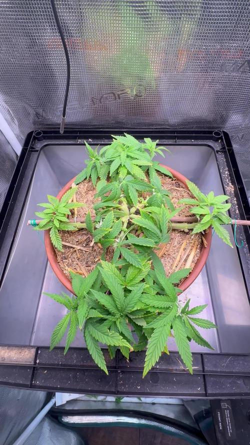 Lemon Caviar of Cannabis Aka Lemon Blanco V3 [Long veg/Hard stress]