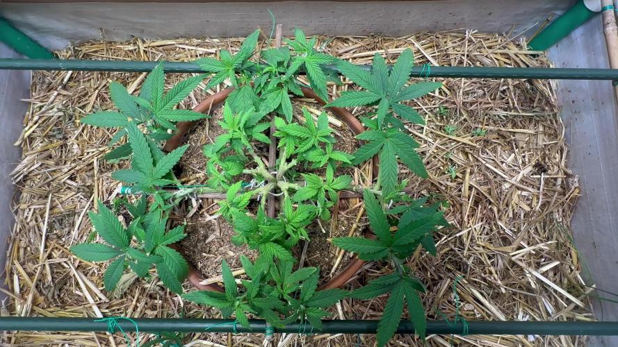 Lemon Caviar of Cannabis Aka Lemon Blanco V3 [Long veg/Hard stress]