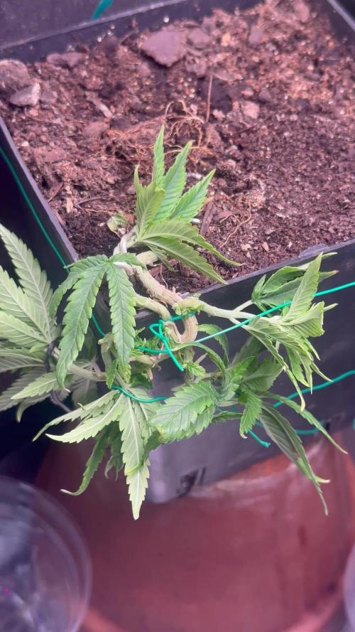 Millésime Bonsaï Project 👅