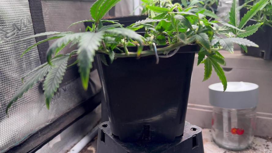 Mother Plant Lemon Blanco V3🍋