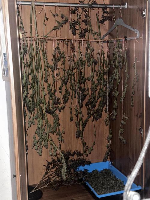 Revive 🧟‍♀️. Week 23