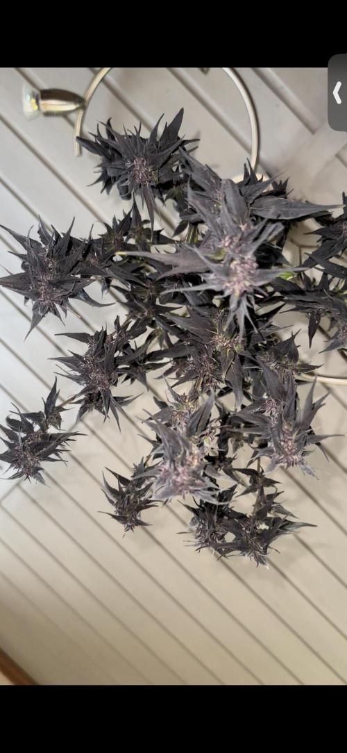 Revive 🧟‍♀️. Week 23