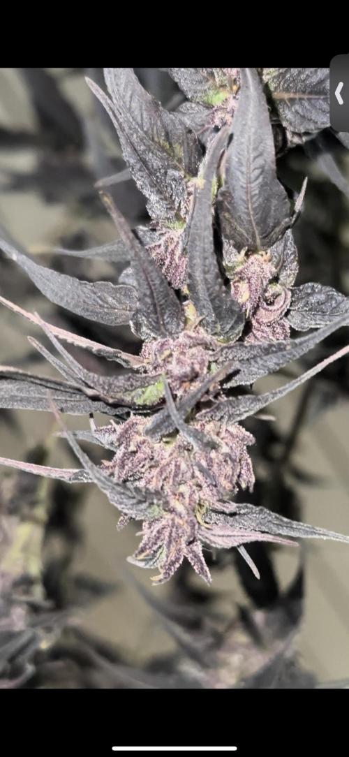 Revive 🧟‍♀️. Week 23