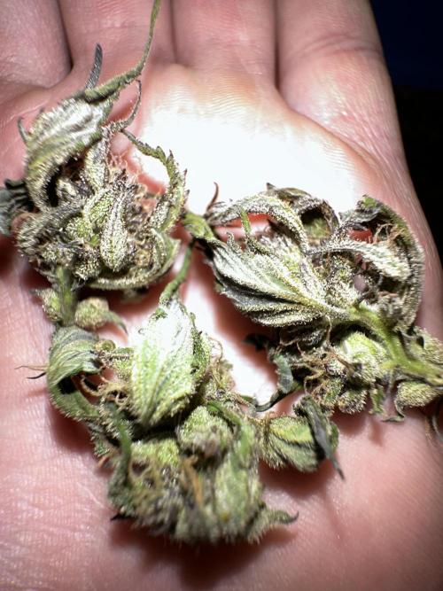 Revive 🧟‍♀️. Week 23