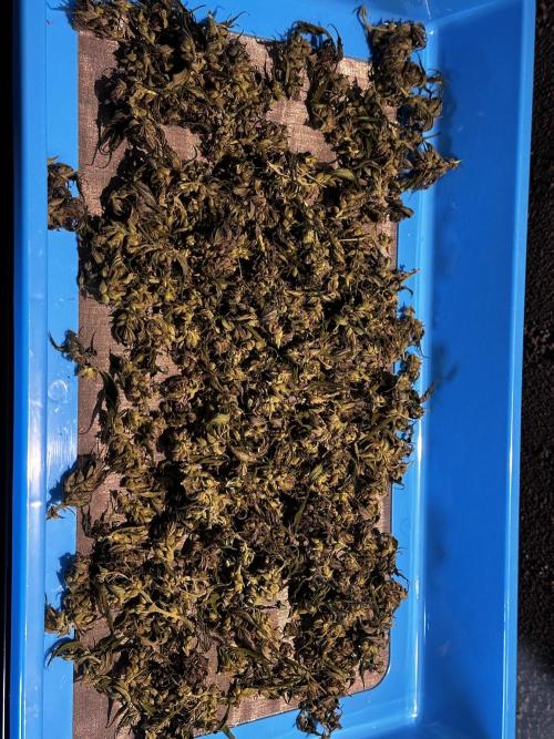 Revive 🧟‍♀️. Week 23