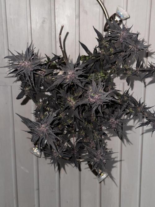 Revive 🧟‍♀️. Week 23