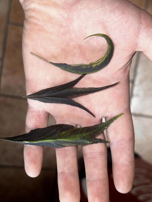 Revive 🧟‍♀️. Week 23