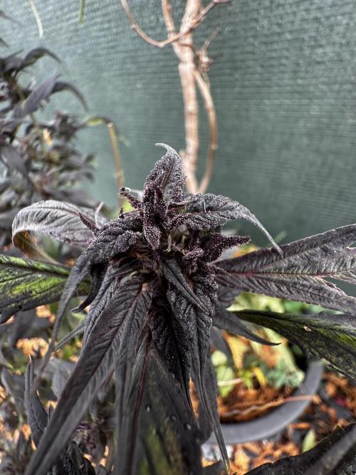 Revive 🧟‍♀️. Week 23