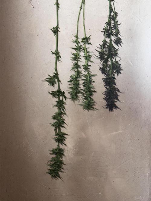 Revive 🧟‍♀️. Week 23