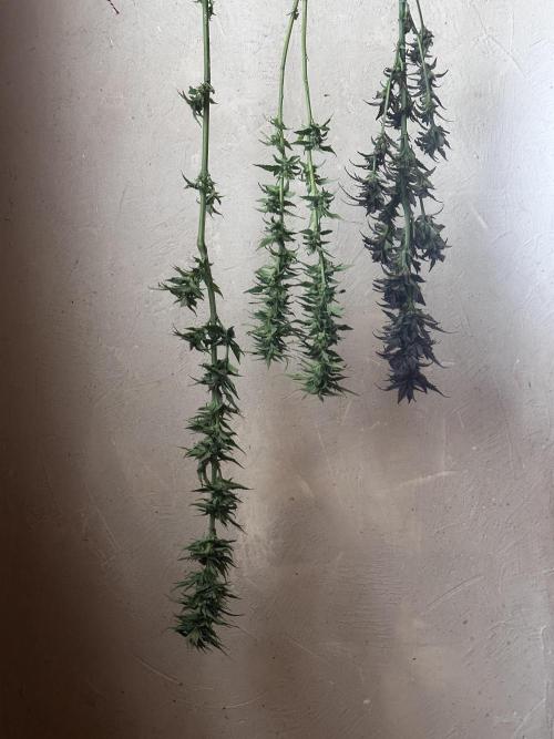 Revive 🧟‍♀️. Week 23