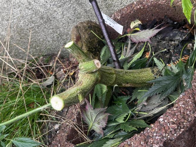 Revive 🧟‍♀️. Week 23