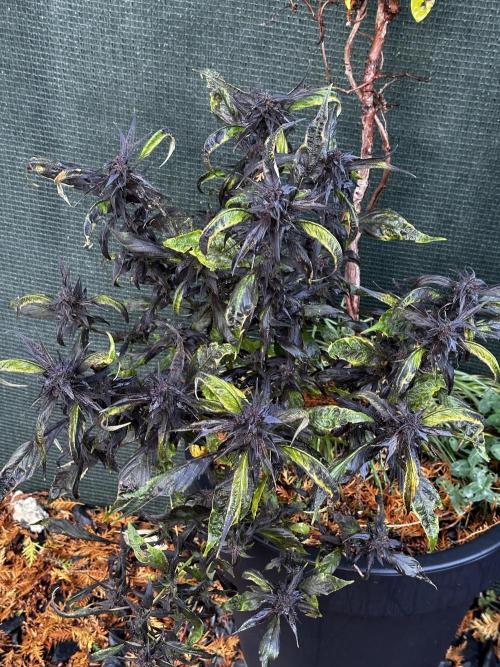 Revive 🧟‍♀️. Week 23