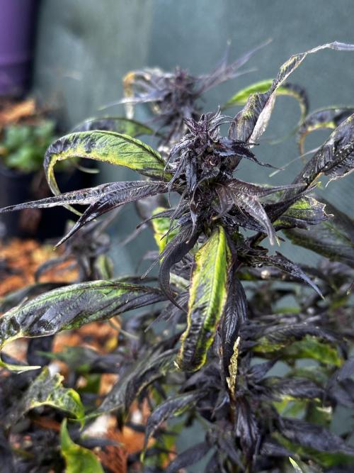 Revive 🧟‍♀️. Week 23