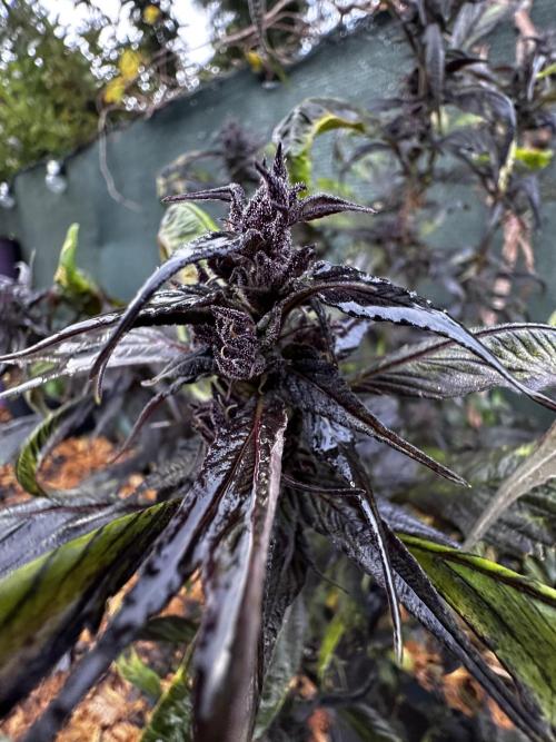 Revive 🧟‍♀️. Week 23