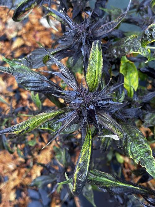 Revive 🧟‍♀️. Week 23