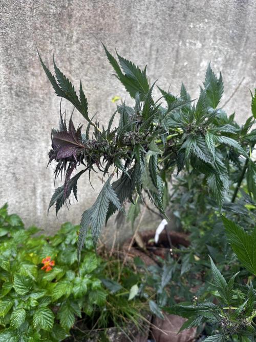 Revive 🧟‍♀️. Week 23