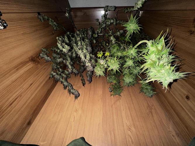 Revive 🧟‍♀️. Week 23