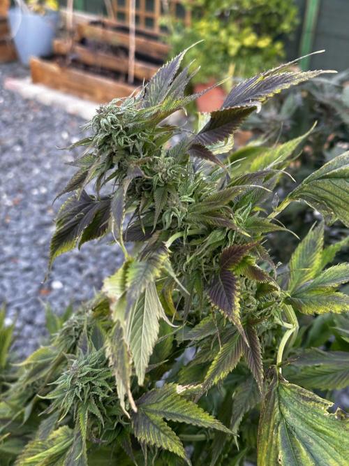 Revive 🧟‍♀️. Week 23