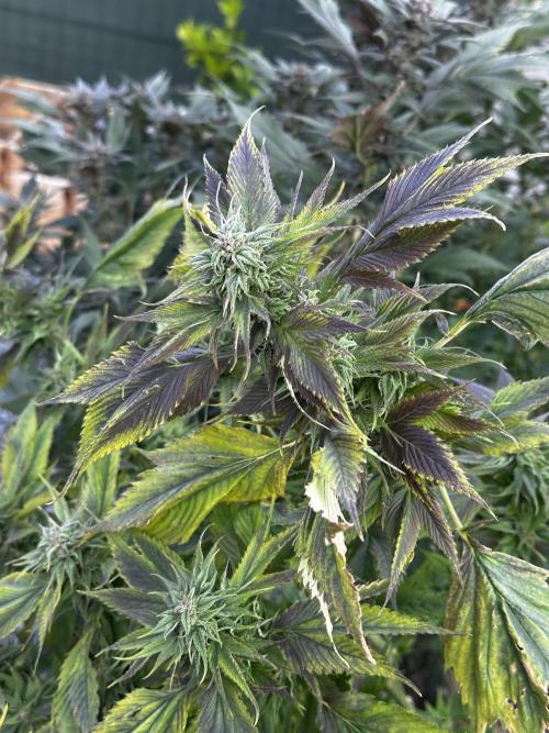 Revive 🧟‍♀️. Week 23