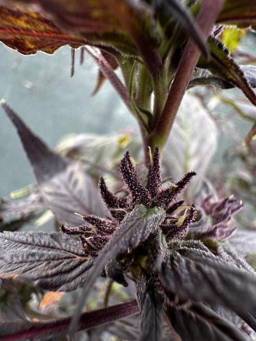 Revive 🧟‍♀️. Week 23