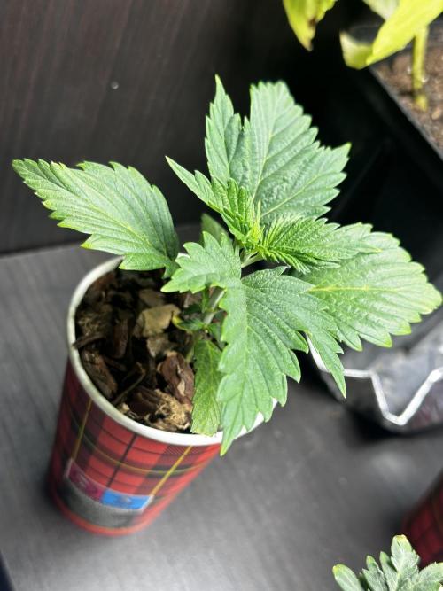 I hope to have a raptor . Week 4