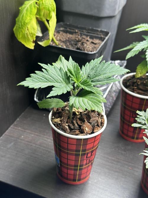 I hope to have a raptor . Week 4