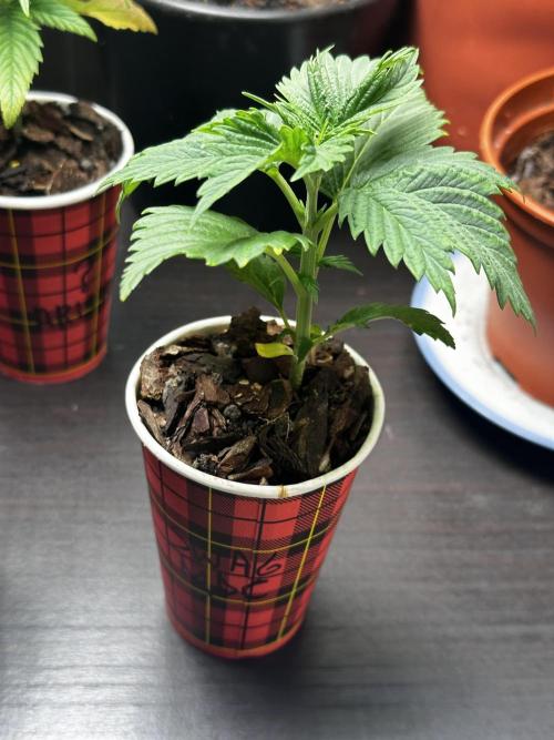 I hope to have a raptor . Week 4