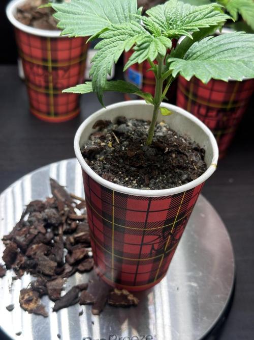 I hope to have a raptor . Week 4