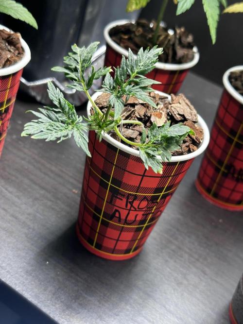 Frosty Auto in a cup. Week 4