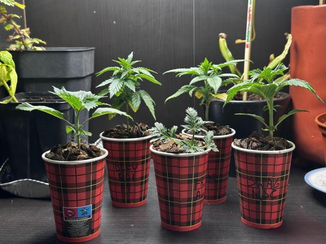 Grow the banger. Week 4