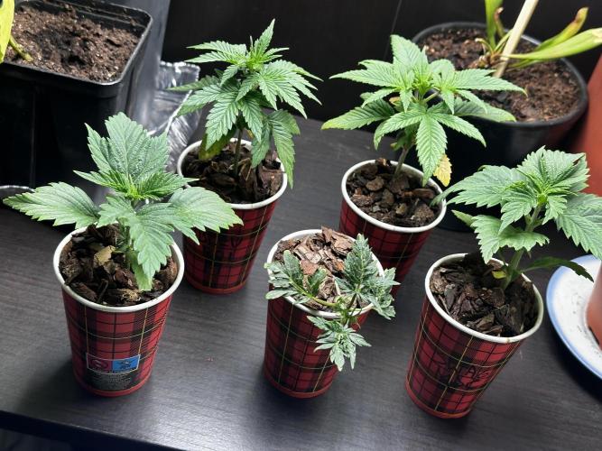 Grow the banger. Week 4