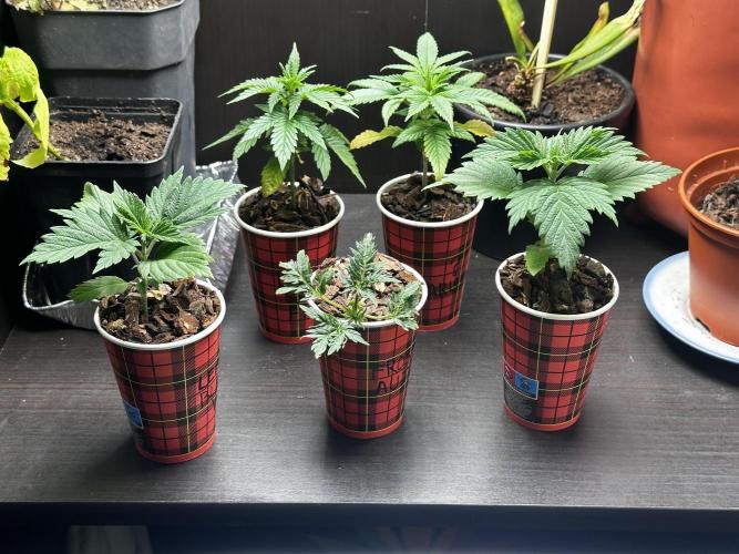 Grow the banger. Week 4