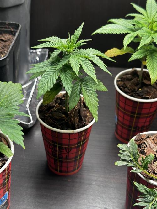 Grow the banger. Week 4