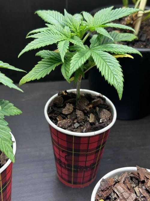 Grow the banger. Week 4