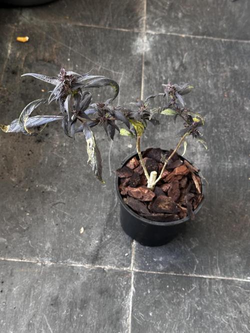 Revive 🧟‍♀️. Week 24