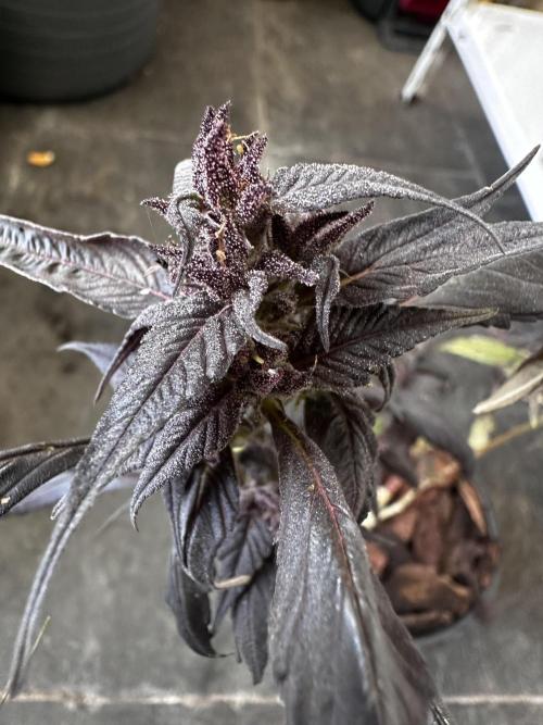 Revive 🧟‍♀️. Week 24