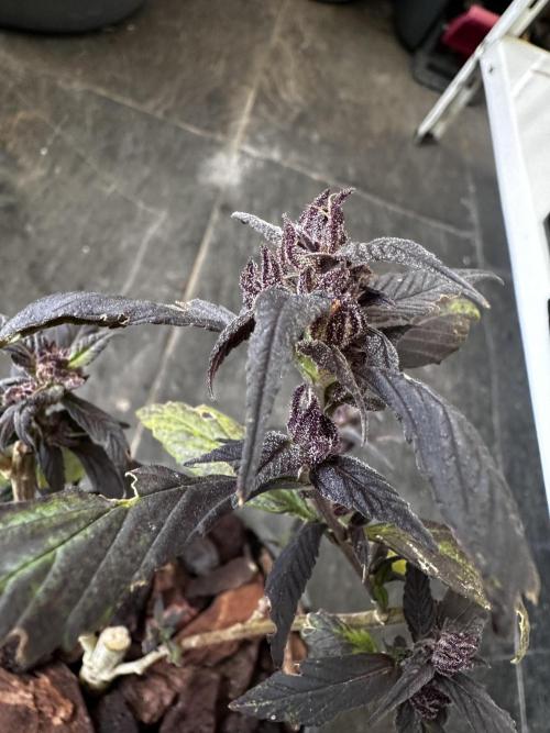 Revive 🧟‍♀️. Week 24