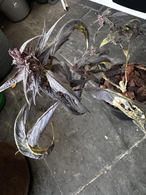 Revive 🧟‍♀️. Week 24